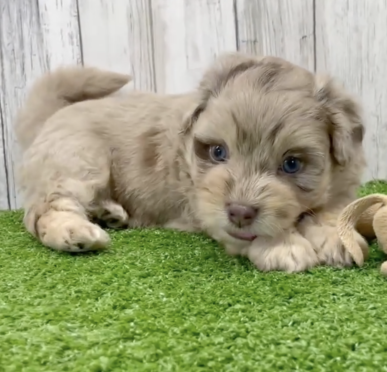 merle havapoo puppy with blue eyes sitting on a green carpet
